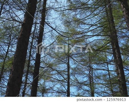 鮮綠色落葉松林（20250503124438） 125976913