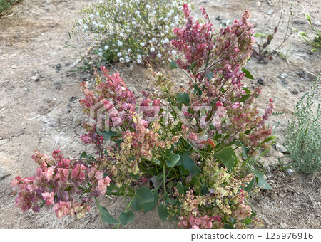 Blossom Knotweed or Pink Sorrel (lat.- Rumex cyprius) 125976916