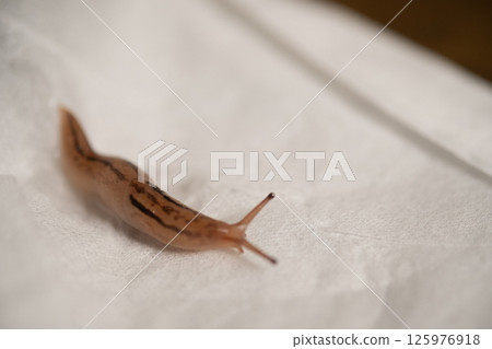 捕獲的蛞蝓(庫存照片) 捕獲的蛞蝓(庫存照片) 125976918