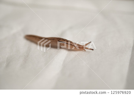 捕獲的蛞蝓（庫存照片） 125976920