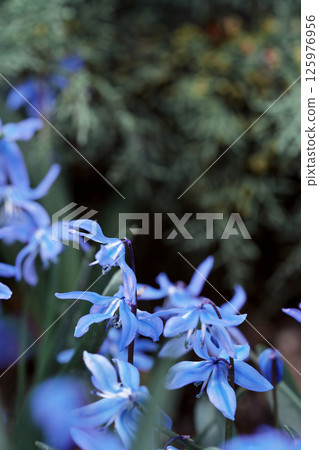 Beautiful blue flowers bloom in a garden during springtime Beautiful blue flowers bloom in a garden during springtime 125976956