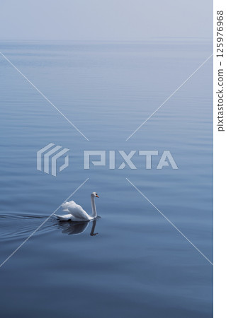 Graceful swan gliding across calm water at dawn in serene landscape. 125976968