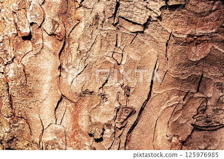 Close-up view of intricate bark textures showcasing natural patterns and colors found on a tree in a forest. Close-up view of intricate bark textures showcasing natural patterns and colors found on a tree in a forest. 125976985