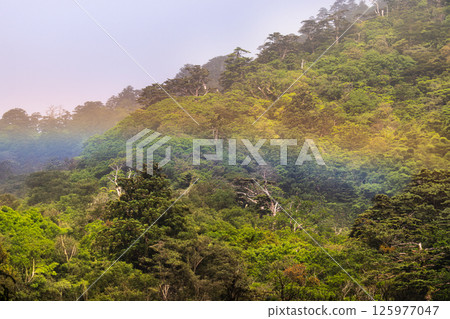 A beautiful rainbow at Shiratani Unsuikyo Gorge, Yakushima (May) 125977047