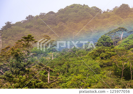 A beautiful rainbow at Shiratani Unsuikyo Gorge, Yakushima (May) 125977056