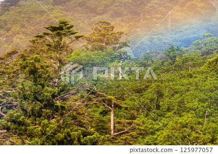A beautiful rainbow at Shiratani Unsuikyo Gorge, Yakushima (May) 125977057