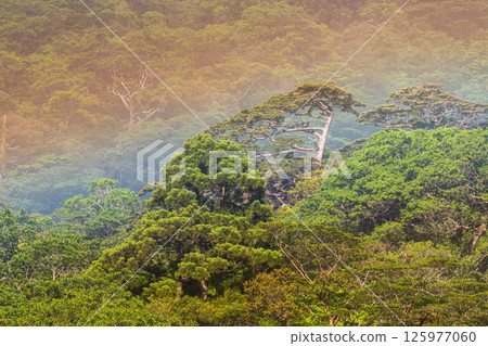 屋久島白谷雲水峽的美麗彩虹(五月) 屋久島白谷雲水峽的美麗彩虹(五月) 125977060