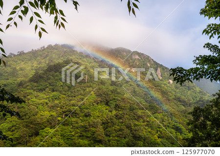 A beautiful rainbow at Shiratani Unsuikyo Gorge, Yakushima (May) 125977070