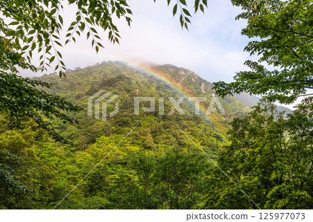 A beautiful rainbow at Shiratani Unsuikyo Gorge, Yakushima (May) A beautiful rainbow at Shiratani Unsuikyo Gorge, Yakushima (May) 125977073