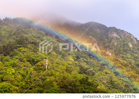 A beautiful rainbow at Shiratani Unsuikyo Gorge, Yakushima (May) 125977076