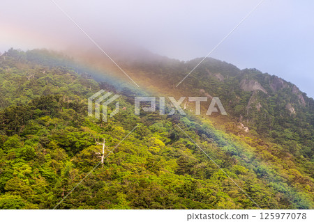 Yakushima Shiratani Unsuikyo Mountains and Rainbow (May) A beautiful rainbow that stands out against the fresh greenery of young leaves 125977078