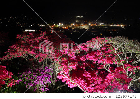 Romantic Ibaraki (The lights of Kasama shine against the sparkling azaleas lit up in the dark.) Kasama City Azalea Park 125977175