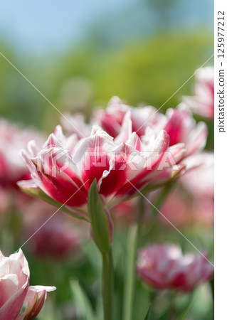 Blooming in the tulip field 125977212