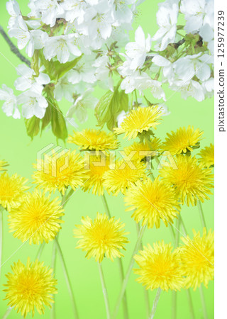 蒲公英花和櫻花背景資料 125977239