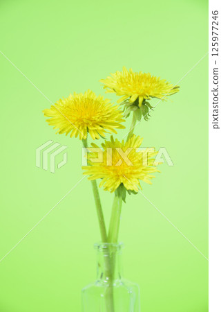 Dandelion flower background material 125977246