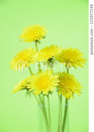 Dandelion flower background material Dandelion flower background material 125977249