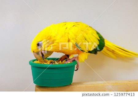 Bright yellow Sun conure parrot with green accents feasts on seeds from small green bowl in well lit room. 125977413