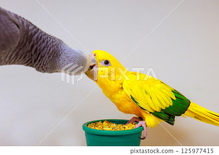 Two colorful yellow, gray parrot share moment eating from small green bowl, showing friendship curiosity. 125977415