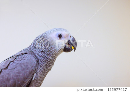 Gray parrot is perched, eating with its beak open in well lit indoor setting. 125977417