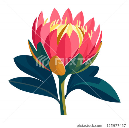Bright protea flower. Vector isolated illustration Bright protea flower. Vector isolated illustration 125977437