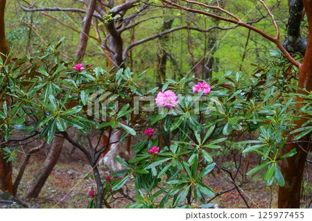 Rhododendron flower 125977455