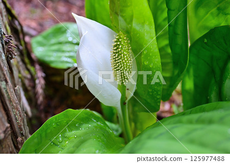 White bamboo flowers 125977488