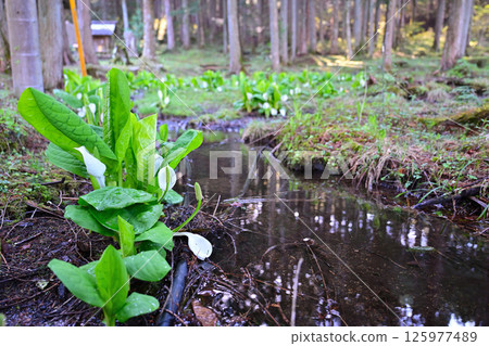 Blooming skunk cabbage Blooming skunk cabbage 125977489