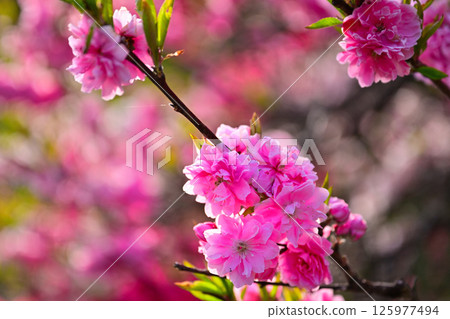 Beautiful pink flower peach Beautiful pink flower peach 125977494