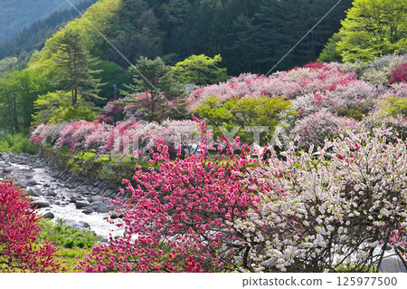 Peach blossoms decorating the peach village Peach blossoms decorating the peach village 125977500