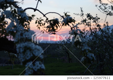 Spring sunset in an apple orchard Spring sunset in an apple orchard 125977611