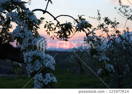 Spring sunset in an apple orchard 125977614