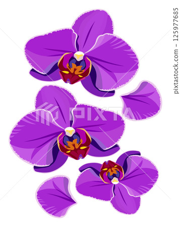 Bright purple orchid flowers. Vector isolated illustration Bright purple orchid flowers. Vector isolated illustration 125977685