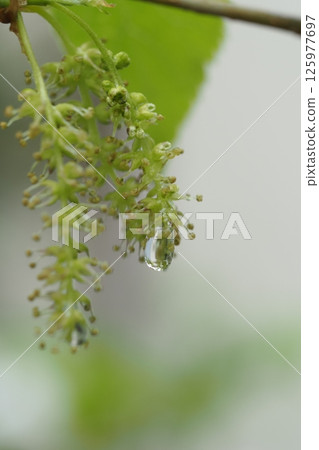 Mulberry flowers and water drops in the garden 125977697