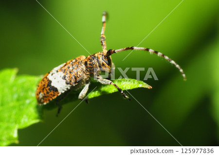 旗魚 旗魚 125977836