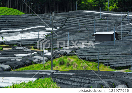 Lush tea fields and cherry blossoms photographed in Ujitawara Town, Tsuzuki District, Kyoto Prefecture 125977956