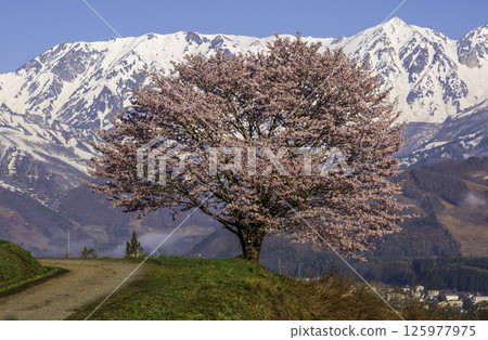 白馬村野平地區的一棵盛開的櫻花樹和白雪皚皚的白馬山 白馬村野平地區的一棵盛開的櫻花樹和白雪皚皚的白馬山 125977975