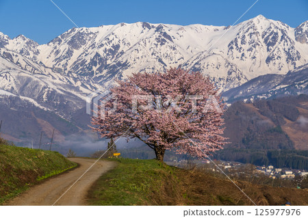 白馬村野平地區的一棵盛開的櫻花樹和白雪皚皚的白馬山 白馬村野平地區的一棵盛開的櫻花樹和白雪皚皚的白馬山 125977976