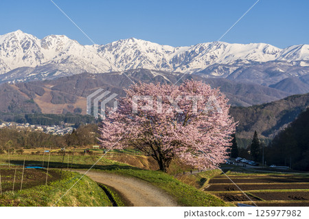 A single cherry tree in full bloom and snow-capped Mount Shirouma from the Nodaira area of Hakuba Village A single cherry tree in full bloom and snow-capped Mount Shirouma from the Nodaira area of Hakuba Village 125977982