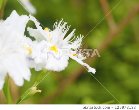花園裡的鳶尾花和昆蟲 125978158