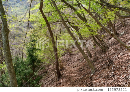 Fresh green 125978221