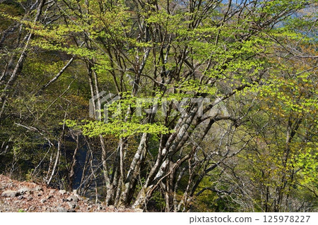 Fresh green Fresh green 125978227