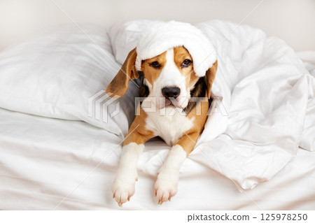 A Beagle dog in a sleep mask is lying on the bed A Beagle dog in a sleep mask is lying on the bed 125978250