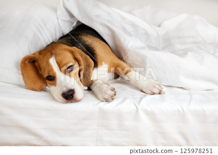The Beagle dog is lying on a pillow on the bed under a blanket . The Beagle dog is lying on a pillow on the bed under a blanket . 125978251