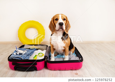 A beagle dog in a suitcase with things and accessories for a summer vacation 125978252