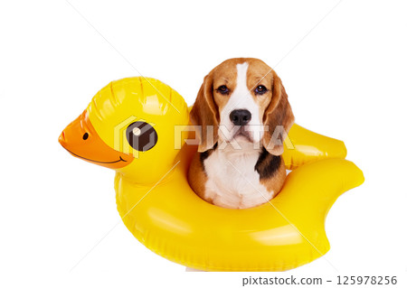 A beagle dog in an inflatable floating circle in the shape of a duckling A beagle dog in an inflatable floating circle in the shape of a duckling 125978256