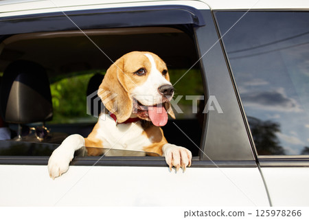 The dog travels by car. Cute beagle dog looks out of the car window 125978266