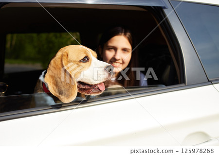 Cute beagle dog looks out of the car window. 125978268