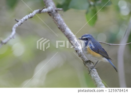 A young Blue-and-White Flycatcher perched on a branch in a forest of fresh green leaves. Male Blue-and-White Flycatcher 125978414