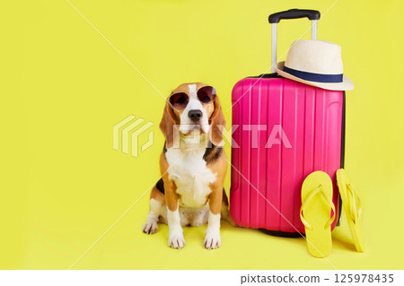 A beagle dog wearing sunglasses sits by a suitcase with things 125978435