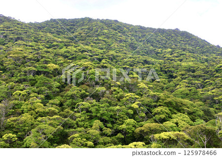 山原森林國家公園（沖繩縣國頭村） 125978466